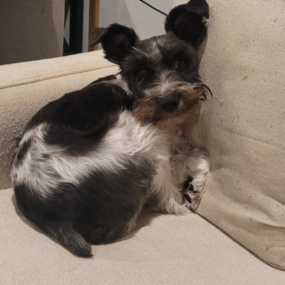 Meet your Posher, Chelsea - Picture 6 of 6